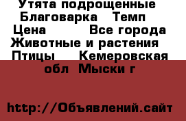 Утята подрощенные “Благоварка“,“Темп“ › Цена ­ 100 - Все города Животные и растения » Птицы   . Кемеровская обл.,Мыски г.